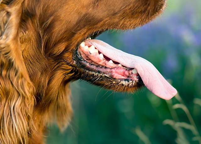 狂犬病注射