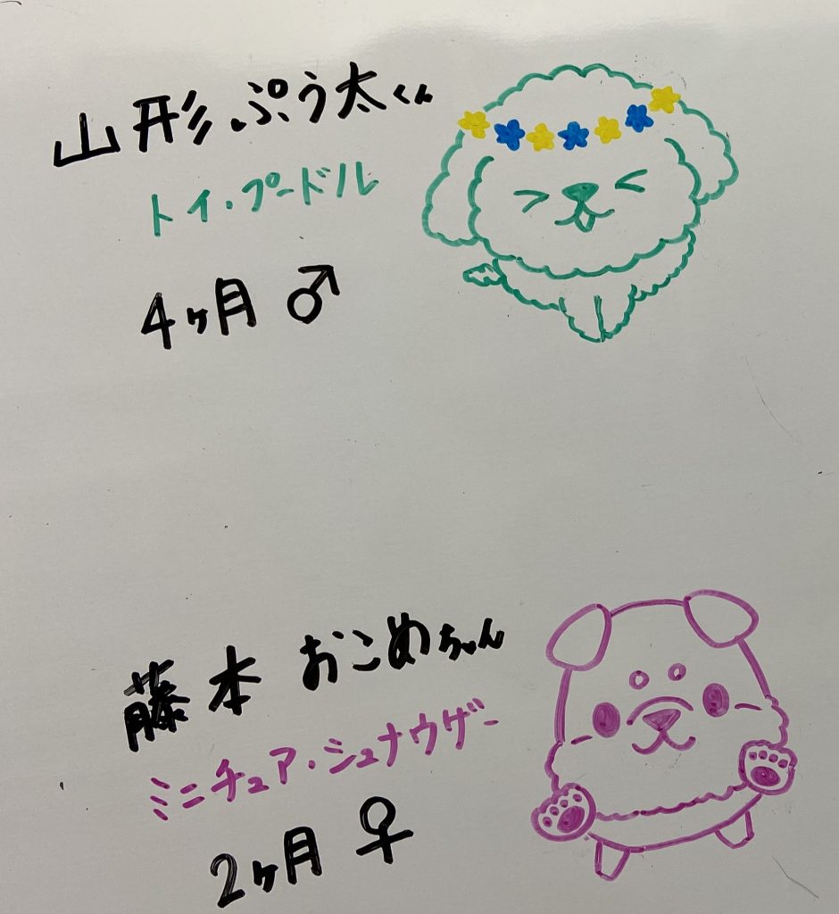 2/27のパピー教室🎵&ぷう太君卒業🎵(13:30~の部)
